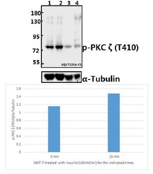 WB analysis of various samples using GTX66730 PKC zeta (phospho Thr410) antibody. Lane1 : MCF-7 whole cell lysate Lane2 : MCF-7 treated with insulin(100nM/ml,15 minutes) whole cell lysate Lane3 : The Kidney tissue lysate of Rat Lane4 : The Lung tissue lysate of Mouse Dilution : 1:500