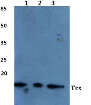 WB analysis of various samples using GTX66767 Thioredoxin antibody. Lane1 : Hela cell lysate Lane2 : Raw264.7 cell lysate Lane3 : H9C2 cell lysate Dilution : 1:500 WB analysis of various samples using GTX66767 Thioredoxin antibody. Lane1 : Hela cell lysate Lane2 : Raw264.7 cell lysate Lane3 : H9C2 cell lysate Dilution : 1:500