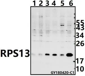 WB analysis of various samples using GTX66837 RPS13 antibody. Lane1 : CT26 whole cell lysate(40ug) Lane2 : PC12 whole cell lysate(40ug) Lane3 : MCF-7 whole cell lysate(40ug) Lane4 : A549 whole cell lysate(40ug) Lane5 : HEK293T whole cell lysate(40ug) Lane6 : SGC7901 whole cell lysate(40ug) Dilution : 1:500 WB analysis of various samples using GTX66837 RPS13 antibody. Lane1 : CT26 whole cell lysate(40ug) Lane2 : PC12 whole cell lysate(40ug) Lane3 : MCF-7 whole cell lysate(40ug) Lane4 : A549 whole cell lysate(40ug) Lane5 : HEK293T whole cell lysate(40ug) Lane6 : SGC7901 whole cell lysate(40ug) Dilution : 1:500