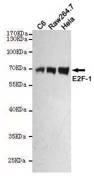 WB analysis of C6, Raw264.7, and Hela cell lysates using GTX66839 E2F1 antibody [4G8]. Dilution : 1:500