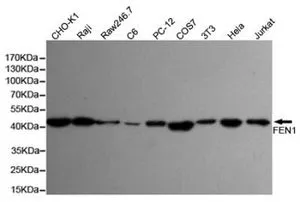 WB analysis of HeLa, Jurkat, 3T3, COS7, PC-12, C6, Raw264.7, Raji, and CHO-K1 cell lysates using GTX66841 FEN1 antibody [7H8]. Dilution : 1:1000