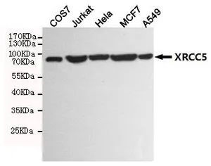 WB analysis of COS7, Jurkat, HeLa, MCF7, and A549 cell lysates using GTX66843 Ku80 antibody [8H1]. Dilution : 1:1000