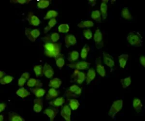 ICC/IF analysis of methanol-fixed HeLa cells using GTX66844 Ku70 antibody [7B1]. Dilution : 1:200