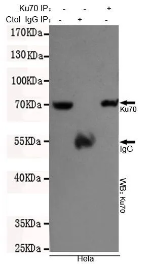 IP analysis of HeLa cell lysate using GTX66844 Ku70 antibody [7B1].
