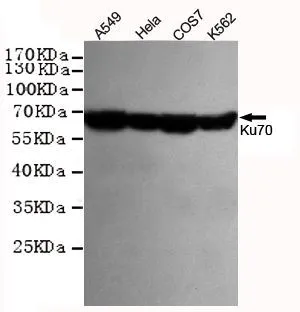 WB analysis of HeLa, A549, COS7, and K562 cell lysates using GTX66844 Ku70 antibody [7B1]. Dilution : 1:1000