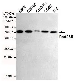 WB analysis of K562, SW480, CHO-K1, 3T3, and COS7 cell lysates using GTX66845 RAD23B antibody [5H1]. Dilution : 1:1000
