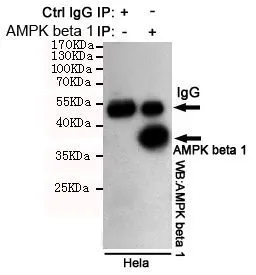 IP analysis of HeLa cell lysate using GTX66847 AMPK beta 1 antibody [1A7].