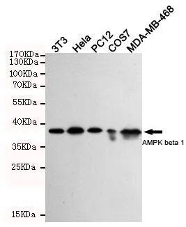 WB analysis of 3T3, Hela, PC-12, COS7, and MDA-MB-468 cell lysates using GTX66847 AMPK beta 1 antibody [1A7]. Dilution : 1:1000