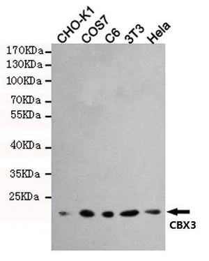 WB analysis of HeLa, 3T3, C6, COS7, and CHO-K1 cell lysates using GTX66848 HP1 gamma antibody [5G10]. Dilution : 1:1000