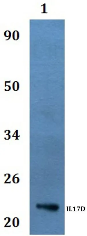 WB analysis of various samples using GTX66864 IL17D antibody. Lane1 : Hela whole cell lysate Dilution : 1:500 WB analysis of various samples using GTX66864 IL17D antibody. Lane1 : Hela whole cell lysate Dilution : 1:500