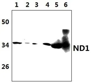 WB analysis of various samples using GTX66868 MT-ND1 antibody. Lane1 : HEK293T whole cell lysate (57microg) Lane2 : HepG-2 whole cell lysate(50microg) Lane3 : H9C2 whole cell lysate(37microg) Lane4 : NIH/3T3 whole cell lysate(39microg) Lane5 : The muscle tissue lysate of Mouse (33microg) Lane6 : The muscle tissue lysate of Rat(37microg) Dilution : 1:1000