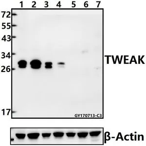 WB analysis of various samples using GTX66870 TWEAK antibody. Lane1 : A549 whole cell lysate(40ug) Lane2 : U-87MG whole cell lysate(40ug) Lane3 : HEK293T whole cell lysate(40ug) Lane4 : A2780 whole cell lysate(40ug) Lane5 : SP2/0 whole cell lysate(40ug) Lane6 : C6 whole cell lysate(40ug) Lane7 : PC12 whole cell lysate(40ug) Dilution : 1:500