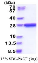 3 &#956;g of GTX66880-pro GST protein (active) by SDS-PAGE under reducing condition and visualized by coomassie blue stain