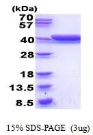 3 ?g of GTX66892-pro GldA protein (active) by SDS-PAGE under reducing condition and visualized by coomassie blue stain
