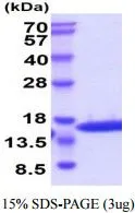 3 &#956;g of GTX66898-pro Feline IL2 protein (active) by SDS-PAGE under reducing condition and visualized by coomassie blue stain