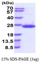 3 ?g of GTX66899-pro Human  DUSP18 protein (active) by SDS-PAGE under reducing condition and visualized by coomassie blue stain