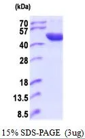 3 ?g of GTX66901-pro Human ACP6 protein (active) by SDS-PAGE under reducing condition and visualized by coomassie blue stain
