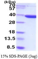 3 ?g of GTX66918-pro Human AKR7A3 protein (active) by SDS-PAGE under reducing condition and visualized by coomassie blue stain