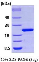 3 ?g of GTX66958-pro Human Cyclophilin F protein (active) by SDS-PAGE under reducing condition and visualized by coomassie blue stain