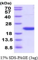 3 ?g of GTX66959-pro Rat Cyclophilin F protein (active) by SDS-PAGE under reducing condition and visualized by coomassie blue stain