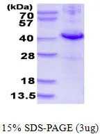 3 ?g of GTX66973-pro Human DUSP10 protein (active) by SDS-PAGE under reducing condition and visualized by coomassie blue stain