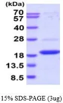 3 ?g of GTX66974-pro Human DUSP23 protein (active) by SDS-PAGE under reducing condition and visualized by coomassie blue stain