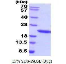 3 &#956;g of GTX67029-pro Human Growth Hormone protein (active) by SDS-PAGE under reducing condition and visualized by coomassie blue stain