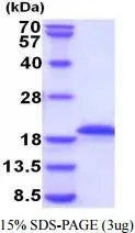 3 &#956;g of GTX67030-pro Human Growth Hormone protein (active) by SDS-PAGE under reducing condition and visualized by coomassie blue stain
