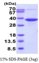3 ?g of GTX67117-pro Human PGP protein (active) by SDS-PAGE under reducing condition and visualized by coomassie blue stain