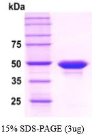 3 ?g of GTX67135-pro Human PPM1A protein (active) by SDS-PAGE under reducing condition and visualized by coomassie blue stain