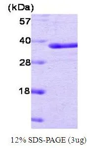 3 ?g of GTX67148-pro Human PTP1B protein (active) by SDS-PAGE under reducing condition and visualized by coomassie blue stain