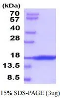 3 ?g of GTX67152-pro Human SCF protein (active) by SDS-PAGE under reducing condition and visualized by coomassie blue stain