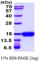 3 ?g of GTX67153-pro Mouse SCF protein (active) by SDS-PAGE under reducing condition and visualized by coomassie blue stain