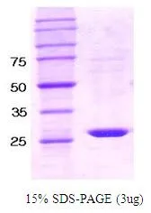 3 ?g of GTX67154-pro Human SHP1 protein (active) by SDS-PAGE under reducing condition and visualized by coomassie blue stain