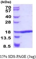3 ?g of GTX67165-pro Human TNF alpha protein (active) by SDS-PAGE under reducing condition and visualized by coomassie blue stain