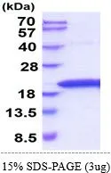3 ?g of GTX67168-pro Rat TNF alpha protein (active) by SDS-PAGE under reducing condition and visualized by coomassie blue stain