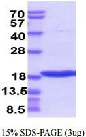 3 ?g of GTX67171-pro Human TRAIL protein (active) by SDS-PAGE under reducing condition and visualized by coomassie blue stain