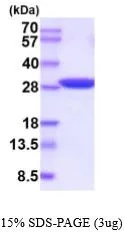 3 ?g of GTX67174-pro Human Triosephosphate isomerase protein (active) by SDS-PAGE under reducing condition and visualized by coomassie blue stain