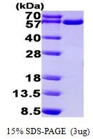 3 ?g of GTX67175-pro Human TrxR1 protein (active) by SDS-PAGE under reducing condition and visualized by coomassie blue stain