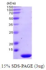 3 ?g of GTX67177-pro Human TXN2 protein (active) by SDS-PAGE under reducing condition and visualized by coomassie blue stain