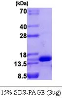 3 ?g of GTX67186-pro Human VEGF121 protein (active) by SDS-PAGE under reducing condition and visualized by coomassie blue stain