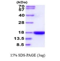 3 ?g of GTX67187-pro Human IL3 protein (active) by SDS-PAGE under reducing condition and visualized by coomassie blue stain