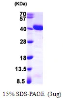 3&#956;g Human APE1 protein (GTX67225-pro) by SDS-PAGE under reducing condition and visualized by coomassie blue stain.