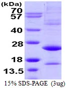 3microg Human ATF3 protein (GTX67245-pro) by SDS-PAGE under reducing condition and visualized by coomassie blue stain.