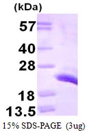 3microg Human Centrin 1 protein (GTX67291-pro) by SDS-PAGE under reducing condition and visualized by coomassie blue stain.