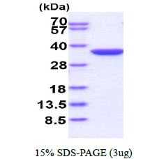 3?g Human NQO1 protein (GTX67357-pro) by SDS-PAGE under reducing condition and visualized by coomassie blue stain.
