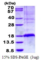 3microg Human GILZ protein (GTX67362-pro) by SDS-PAGE under reducing condition and visualized by coomassie blue stain.
