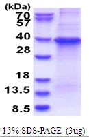 3microg Human GNB1 protein (GTX67424-pro) by SDS-PAGE under reducing condition and visualized by coomassie blue stain.