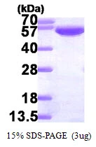 3microg Human GPI protein (GTX67429-pro) by SDS-PAGE under reducing condition and visualized by coomassie blue stain.