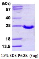 3?g Human GPX2 protein (GTX67432-pro) by SDS-PAGE under reducing condition and visualized by coomassie blue stain.